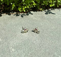 Bubble Earring Studs